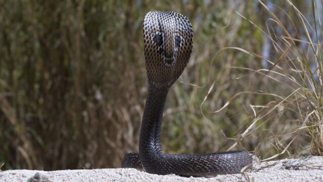 Traqueur de serpents