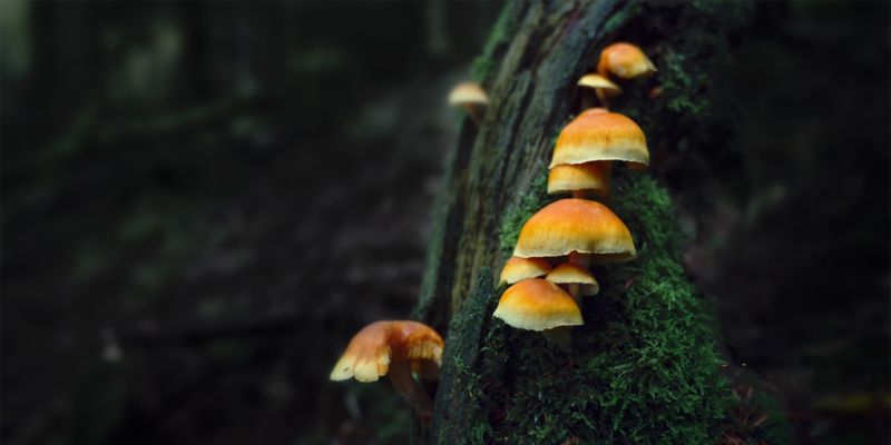 Le monde extraordinaire des champignons