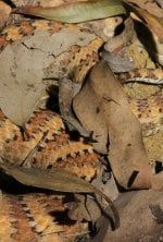 Incroyables serpents