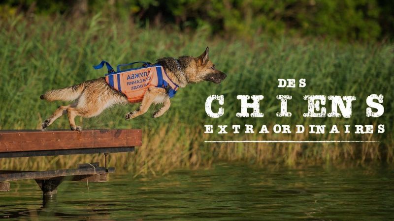 Des chiens extraordinaires - S01E07