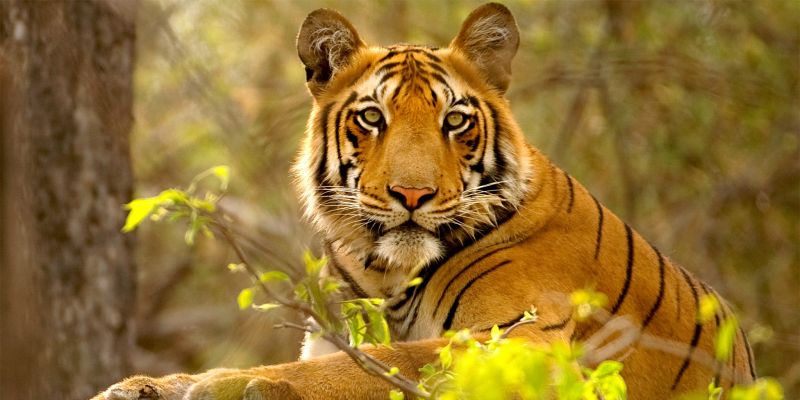Le vrai livre de la jungle