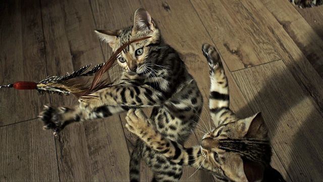 Les secrets de nos animaux domestiques
