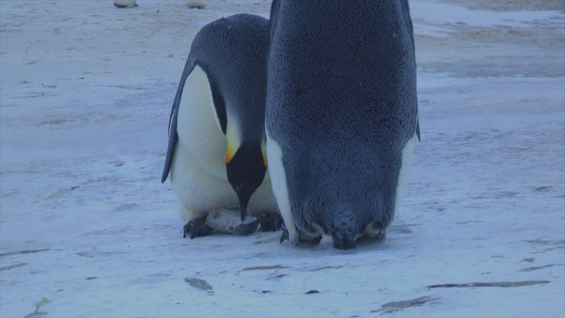 Il giardino di Albert - Il lutto degli animali: mito o realtà?