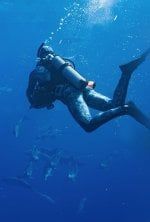 Au plus près des dauphins avec Bertie Gregory