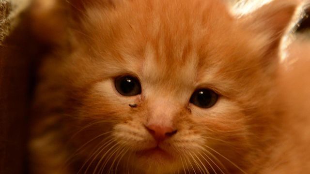 Les superpouvoirs du chat