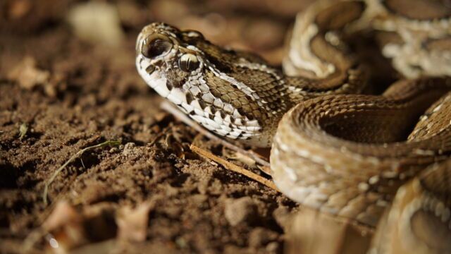 Morsure de serpent : les effets du venin
