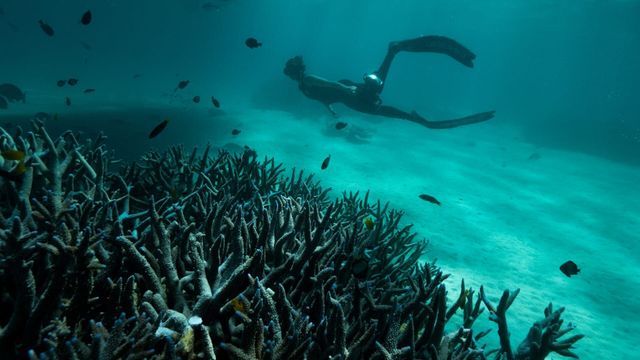 Australie : les profondeurs de l'océan - Saison 1