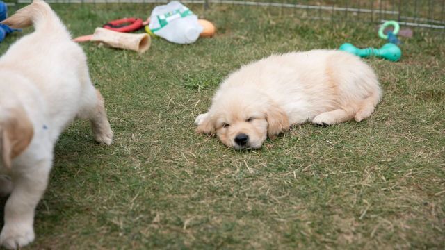 A l'école des chiens guides - Saison 1