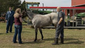 L'incroyable Dr Pol (Panique à la clinique) S11 (16/22)