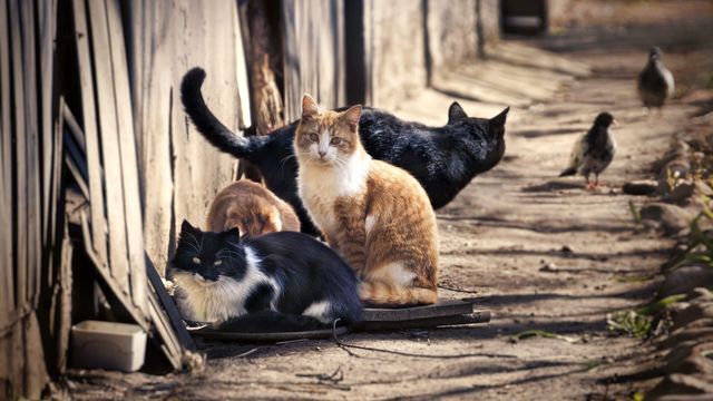 Cat Hospital - Saison 1