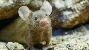 Au pays des souris