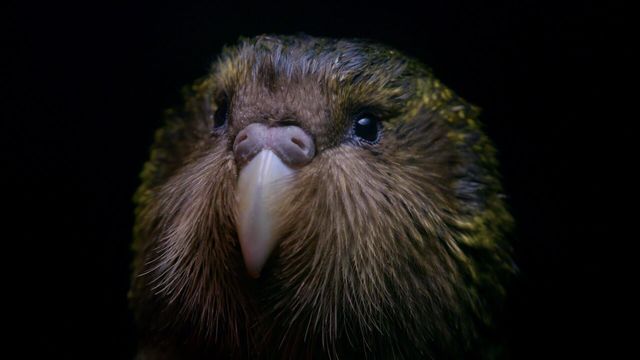 Origine native, Deidre et l'oiseau Kakapo