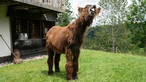 Tiere bis unters Dach (Was für ein Esel!) S11 (13/13)