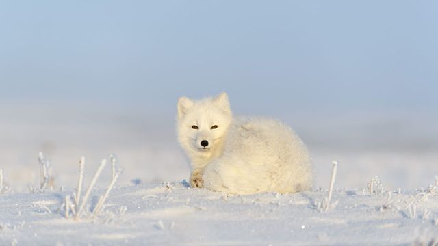 Merveilleuses créatures de l'Arctique