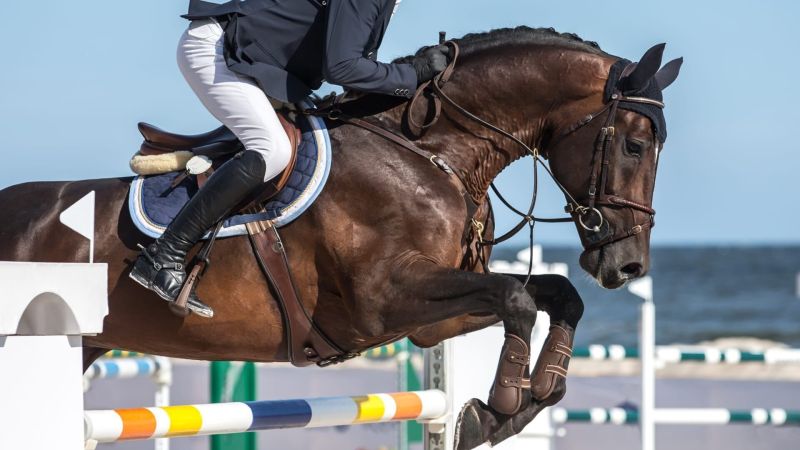 Equitation : Jumping international de Dinard - Derby de Bretagne