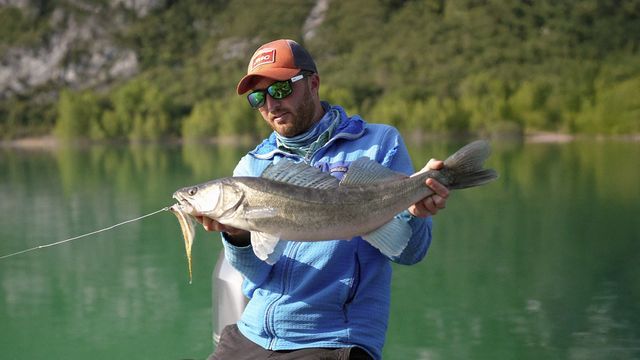Carnassiers en eaux turquoises