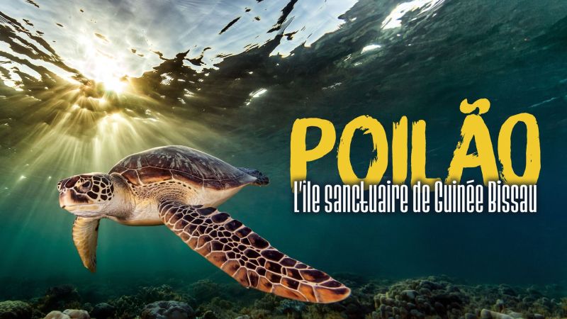 Poilão, l'île sanctuaire de Guinée-Bissau — Arte 16:40