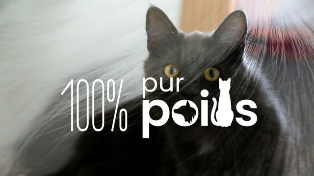 100% pur poils — TV Monaco 15:50