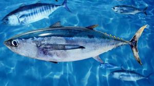 Cuisine de pêcheur (Marquage de thons en Angleterre) S3 (10/10)