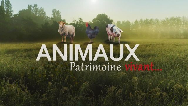 Animaux, patrimoine oublié !
