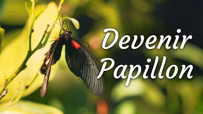 Devenir papillon
