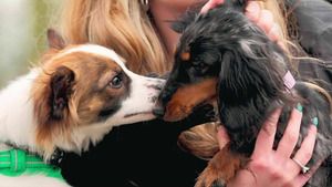 Dog House : un chien pour la vie (Mon commandant) S6 (n°4)