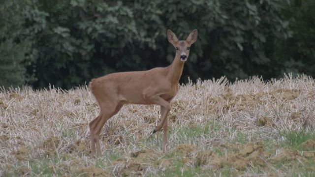 Une année de chasse - Saison 1