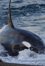 A l'école des baleines tueuses