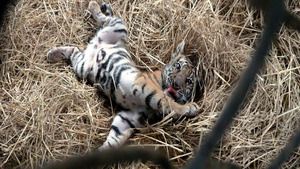 Crimes contre la nature (Tigres en péril) (2/4)