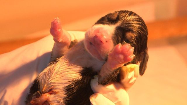 Chiots & chatons, 3 mois pour devenir grand - Saison 2
