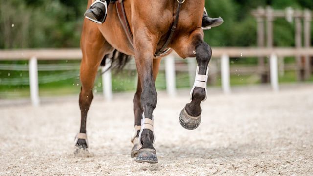 Prix Laiterie de Montaigu