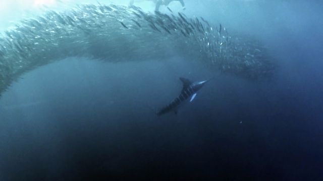 Marlins rayés de Baja California