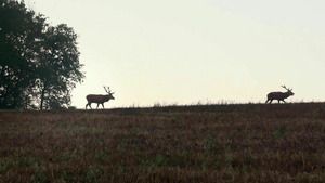 Les cerfs d'Arc-en-Barrois