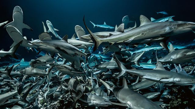 Cinquante nuances de requins
