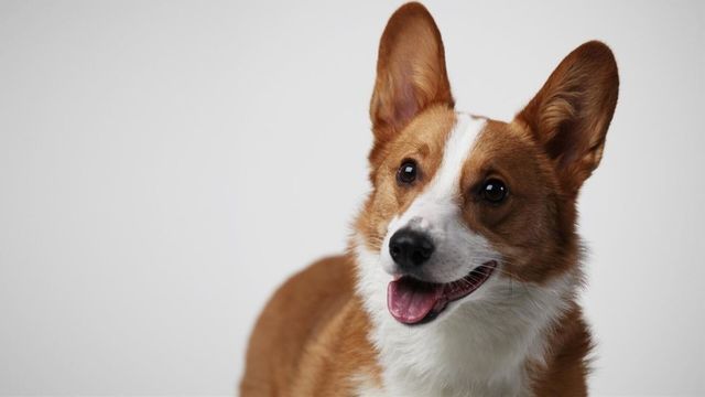 Qui est vraiment votre chien ?