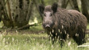 Le sanglier en questions