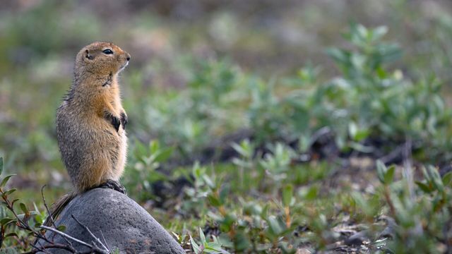 Eqalusuaq, sur la piste des prédateurs cachés