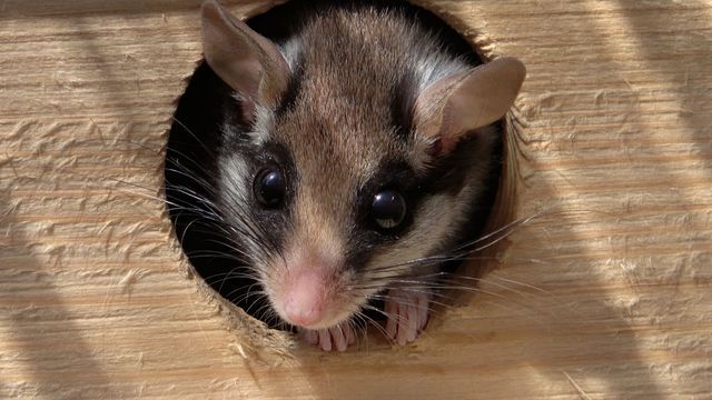Avis de recherche : le super lérot de nos campagnes