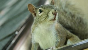 Le refuge du bonheur (Mission opposum) S2 (1/6)