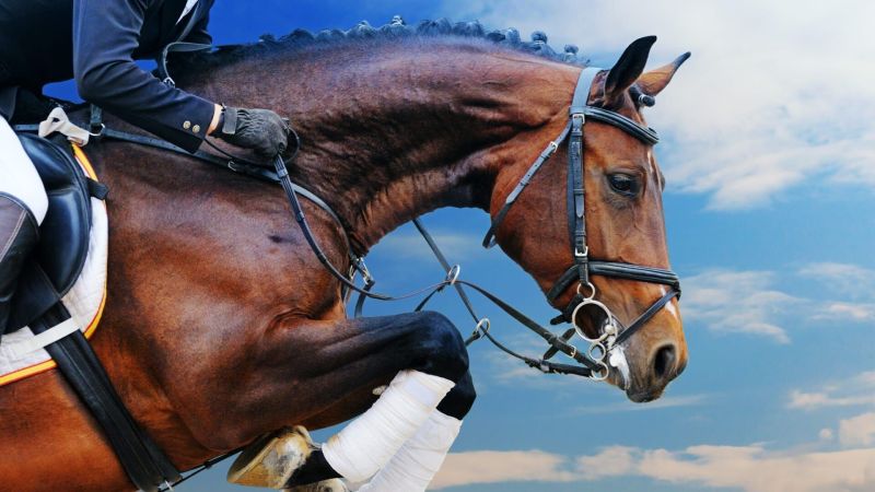 Equitation : The Spruce Meadows Masters - Grand Prix Rolex