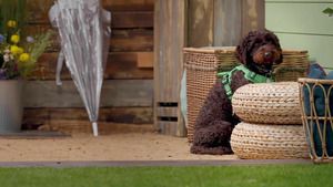 Dog House : un chien pour la vie (Jamais deux sans trois) S6 (n°3)