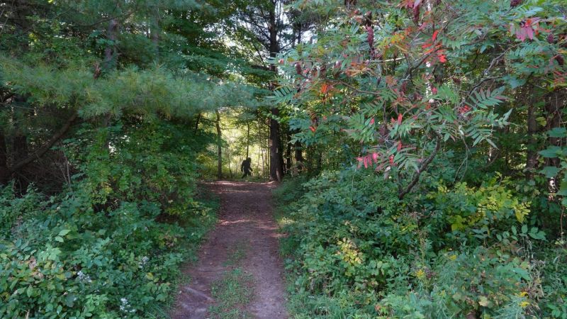 Bigfoot : mythe ou réalité ?