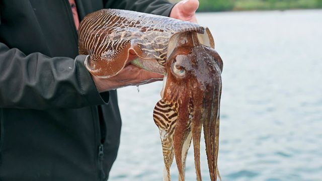 Sacrés céphalos !