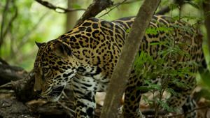 Wild Costa Rica (n°1)