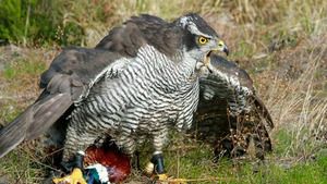 5 nuances de chasse au vol