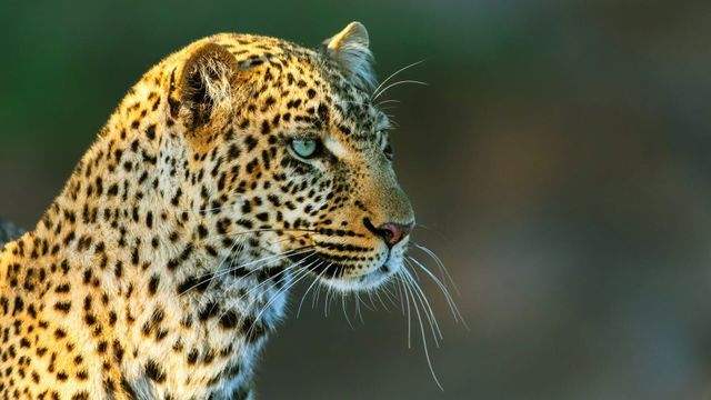 Léoparde : la reine du Serengeti - Saison 1