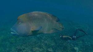 Australie : les profondeurs de l'océan (L'Ouest australien) S1 (3/3)