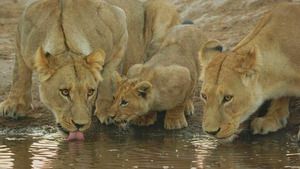 Close Encounters of the Wild Kind (Un safari mouvementé) S1 (2/6)