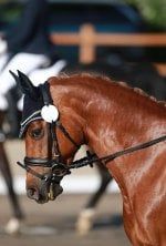 Equitation : Coupe du monde FEI de saut d'obstacles à Bordeaux