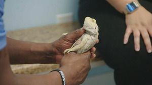 Critter Fixers : Vétos de choc (Un tas de chihuahuas) S6 (1/16)